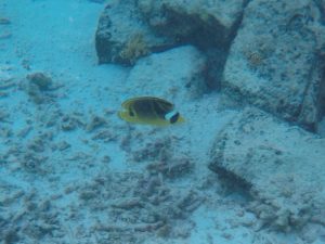 モルディブ、タージエキゾティカでシュノーケリング中に見た魚の写真