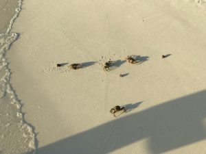 タージエキゾティカの浜辺のカニの写真