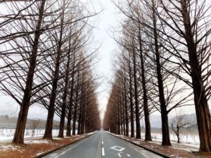 滋賀県マキノ高原メタセコイア並木道の冬の写真。