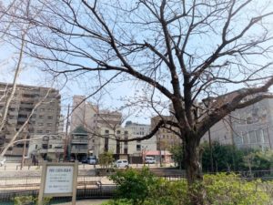 大阪、堺市の堺駅周辺の「内川・土居川沿いの桜並木」の写真