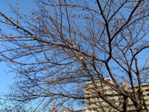 大阪、堺市にある内川・土居川沿いの桜並木の写真