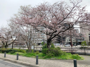 堺 内川・土居川沿いの桜並木の2020年3月31日現在の様子